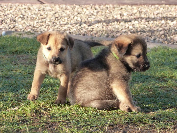 chinook dog